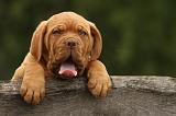 DOGUE DE BORDEAUX 326